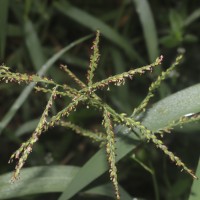 Urochloa mutica (Forssk.) T.Q.Nguyen