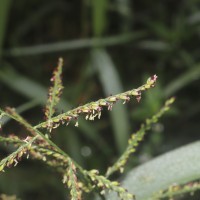 Urochloa mutica (Forssk.) T.Q.Nguyen