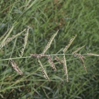 <i>Urochloa mutica</i>  (Forssk.) T.Q.Nguyen