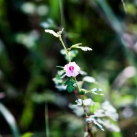 Urena lobata subsp. sinuata (L.) Borss.Waalk.