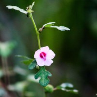 Urena lobata subsp. sinuata (L.) Borss.Waalk.