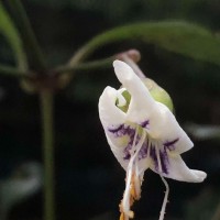 Strobilanthes sripadensis Nilanthi, Gopallawa & Jayawardane