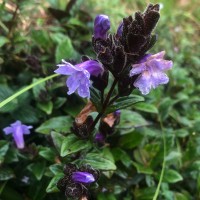 Strobilanthes sexennis var. cerinthoides (Nees) Clarke