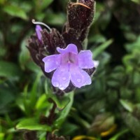 <i>Strobilanthes sexennis</i> var. cerinthoides (Nees) Clarke