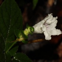 Strobilanthes anceps Nees