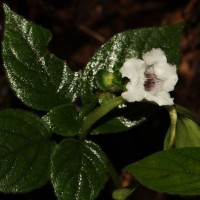 Strobilanthes anceps Nees