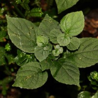 Strobilanthes anceps Nees