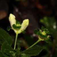 Strobilanthes anceps Nees