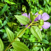 Osbeckia octandra DC.