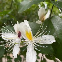 Capparis brevispina DC.