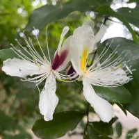 Capparis brevispina DC.