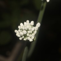 Allium cepa L.