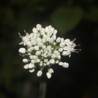 Allium cepa L.