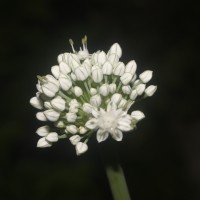 Allium cepa L.