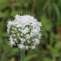 Allium cepa L.