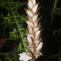 Acanthus montanus (Nees) T.Anderson