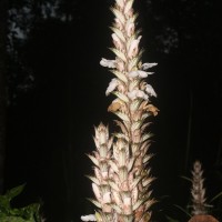 Acanthus montanus (Nees) T.Anderson