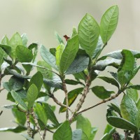 Pavetta involucrata Thwaites