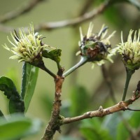 Pavetta involucrata Thwaites