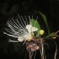 Capparis roxburghii DC.