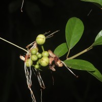 Capparis roxburghii DC.