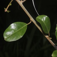 Capparis roxburghii DC.