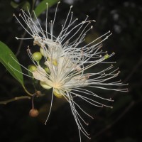 Capparis roxburghii DC.