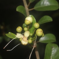 Capparis roxburghii DC.