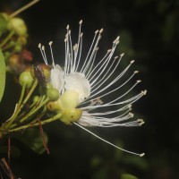 Capparis roxburghii DC.