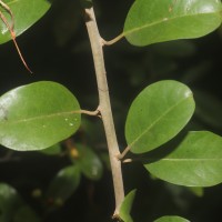 Capparis roxburghii DC.