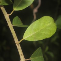 Capparis roxburghii DC.