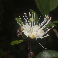 Capparis roxburghii DC.