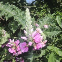 Acanthus polystachyus Delile