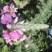 Acanthus polystachyus Delile