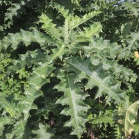 Acanthus polystachyus Delile