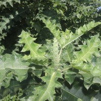 Acanthus polystachyus Delile