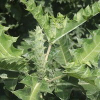 Acanthus polystachyus Delile