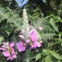 Acanthus polystachyus Delile