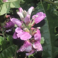 Acanthus polystachyus Delile