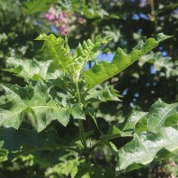 Acanthus polystachyus Delile