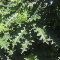 Acanthus polystachyus Delile