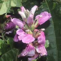 Acanthus polystachyus Delile