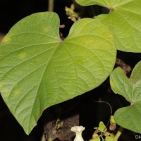 Lepistemon binectarifer (Wall.) Kuntze