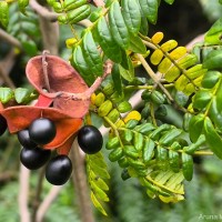 Archidendron clypearia subsp. subcoriaceum (Thwaites) I.C.Nielsen