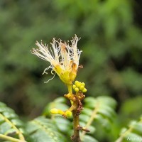 Archidendron clypearia subsp. subcoriaceum (Thwaites) I.C.Nielsen