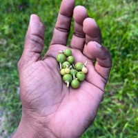 Corypha umbraculifera L.