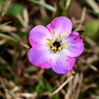 Osbeckia parvifolia Arn.