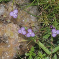 Murdannia striatipetala Faden