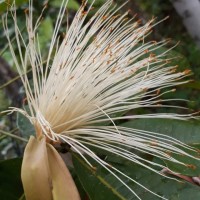 Pachira aquatica Aubl.