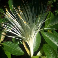 Pachira aquatica Aubl.